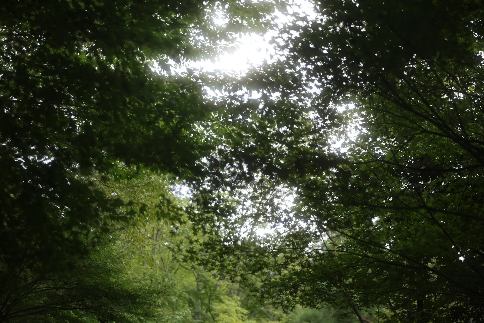 Sunlight breaking through a dense canopy of green leaves.